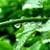 Stunning images of green forest wallpaper