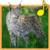 Forest Animals for Children