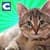 City Cat Simulator