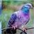 puzzles of Flying Creatures 