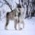 Cool Alaskan Malamute Live Wallpaper