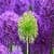 Beautiful Dandelion Flower Live Wallpaper