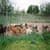 Animal Sanctuary