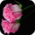 Fresh Pink Rose Live Wallpaper