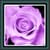 Live Wallpapers - Purple Rose