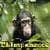 Chimpanzees