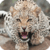 Beautiful Leopard Live Wallpaper HD