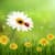 Dandelion Live Wallpapers