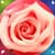 Pink Rose Live Wallpapers