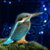 Birds Sound Effects
