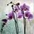 Beautiful Flowers Wallpaper Free