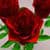 Red rose bud Wallpaper HD