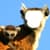 Funny Monkey Photo Montage