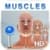 Pocket Body - Musculoskeletal - by Pocket Anatomy