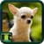 Cute Dogs Pictures