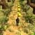Tomb Gold Run 