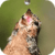 Thirsty Bird Live Wallpaper