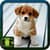 Cute Dog Pictures
