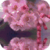 Cherry Blossoms Reflection Live Wallpaper