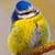 Blue Tit Bird Live Wallpaper