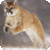 Animal Life Wallpapers