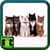 Cat Wallpaper For Home
