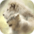 Lion Couple Live Wallpaper