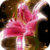 Royal Lily Mirror Live Wallpaper