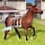 Flying Animals wild Simulator