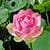 994 Flowers Wallpapers