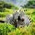 Animal Wallpapers HD Backgrounds
