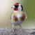 Beautiful Birds HD
