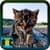 Free Cat Photos