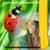Ladybug Photo Frames