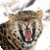 Wild Animal Wallpapers