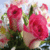 Beautiful Flowers Wallpapers HD