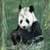 Panda Live Wallpaper Best