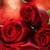 Red Rose Live Wallpaper 2