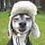 Funny Dog Quiz