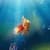 Goldfish In Deep Blue Sea Live Wallpaper