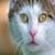 Stray Cat Simulator Application