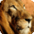 Hot Animal Wallpapers 