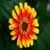 Flower Foto Guess