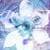 Blue Iris active