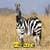 Zebra Lite 