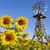 Amazing Windmills Live