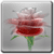 Rose Live HD Wallpaper
