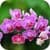 Orchid Live Wallpaper 3D