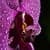 Beautiful Orchid Live Wallpaper