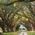Road inside trees Wallpaper HD